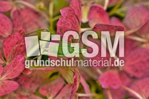 Kurzflügelige Schwertschrecke (3).jpg